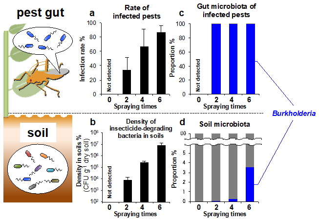 Figure:Dynamics of insecticide-degrading bacteria in the soil and the gut of pests under repeated spraying of insecticide