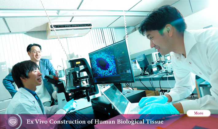 Ex Vivo Construction of Human Biological Tissue