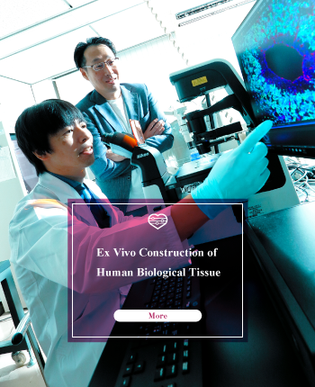 Ex Vivo Construction of Human Biological Tissue SP image
