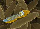 Photo:A Membrane-Bounded Genome in a Bacterium Discovered from Deep Subsurface