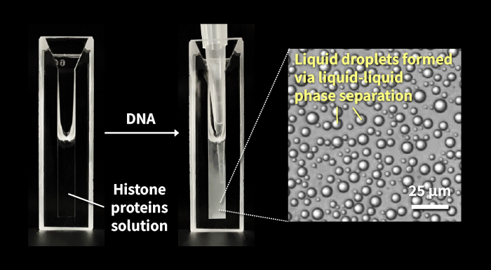 Figure:Liquid-liquid phase separation forms spherical droplets in aqueous solutions