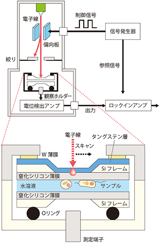 高分解能誘電率顕微鏡の構造と観察ホルダーの仕組み