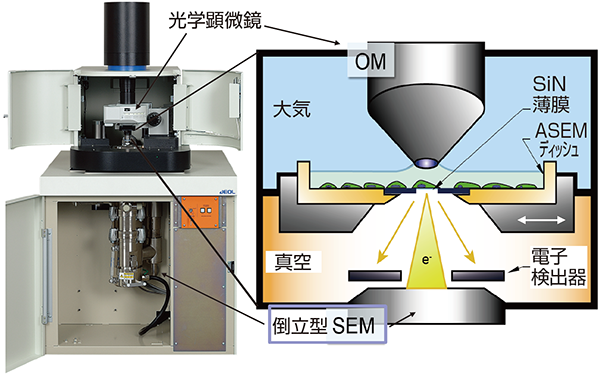 ASEMの構造を示す図