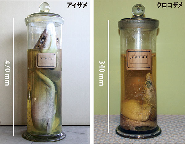 辻本満丸が残したサメの標本