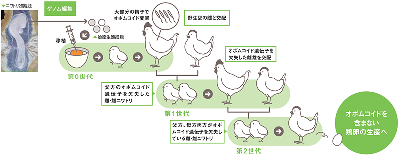 オボムコイド遺伝子を欠失したニワトリの作製法