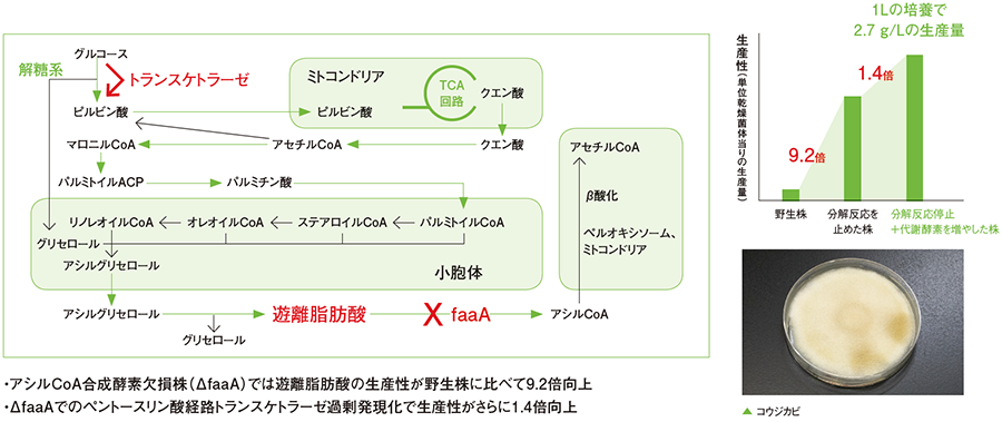 代謝改変による遊離脂肪酸の生産性向上の図