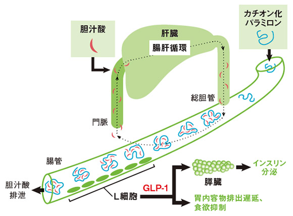 カチオン化パラミロン投与の概要図” class=