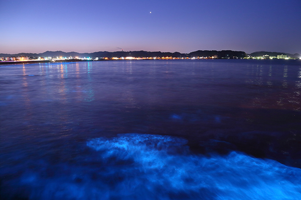 波打ち際を青く染める夜光虫の光の写真
