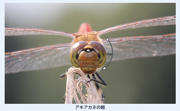 アキアカネの眼の写真