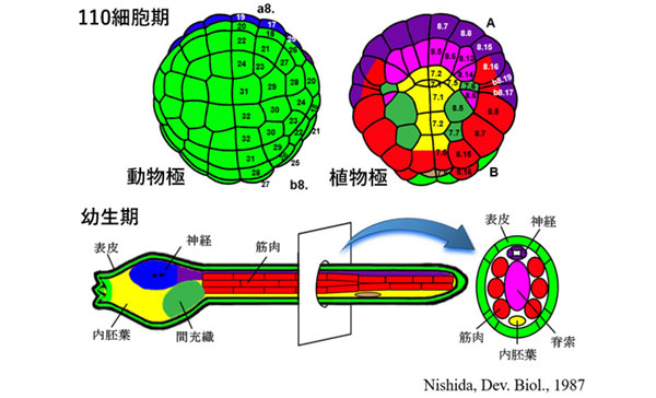 マボヤの細胞系譜の図