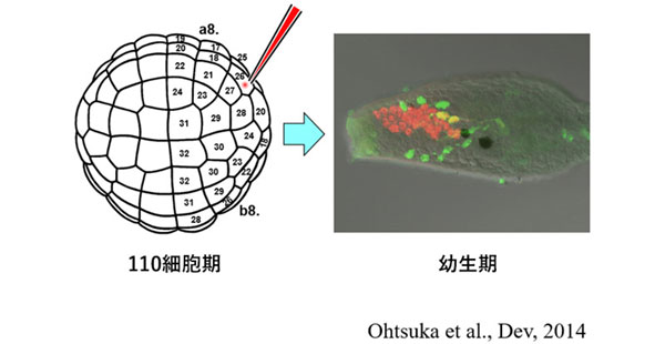 110細胞のイメージと幼生期の写真