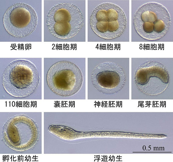 産総研 その道年の研究者が語る 実はすごい ホヤ という生き物の秘密