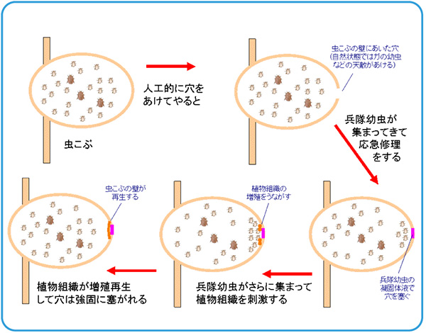 虫こぶの穴が修復されるまでの作業の流れの図