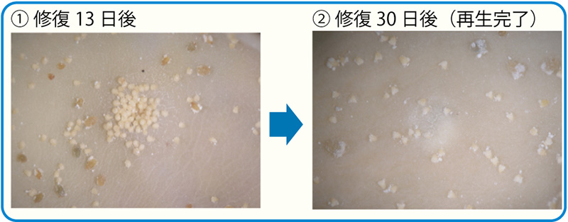 虫こぶが修復されるまでの写真