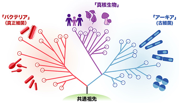 3つのドメインイメージ図