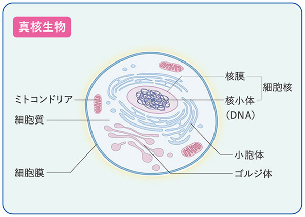 真核生物イメージ図
