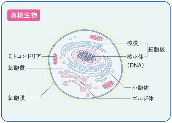 生物 生物 核 原核 違い 真 真核細胞と原核細胞. 違いは何ですか？