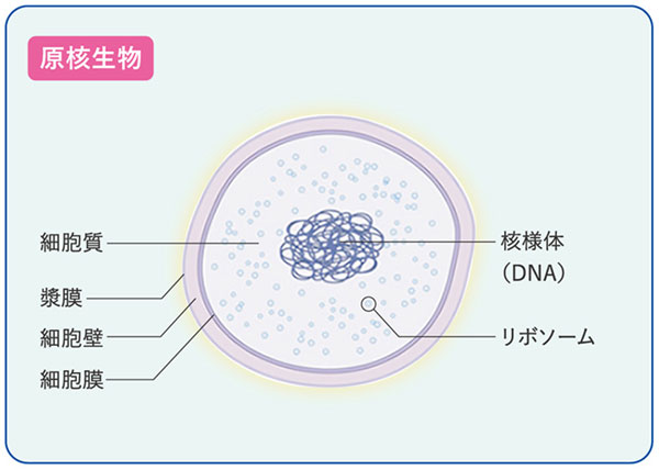 原核生物イメージ図