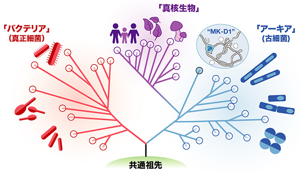 アーキアがMK-D1と真核生物の共通祖先でることを示した図