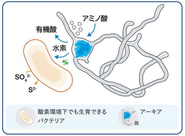 バクテリアがアーキアに必要な栄養素を供給イメージ図