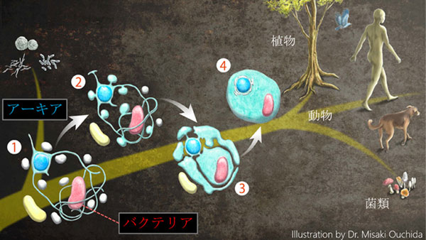 アーキアがバクテリアを取り込むまでのイメージ図