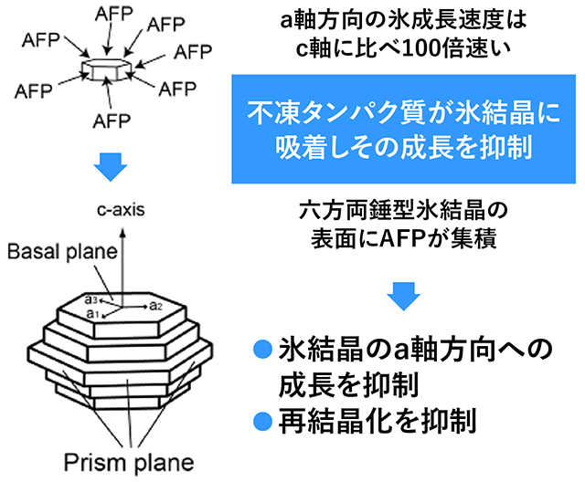 不凍タンパク質のはたらきの図