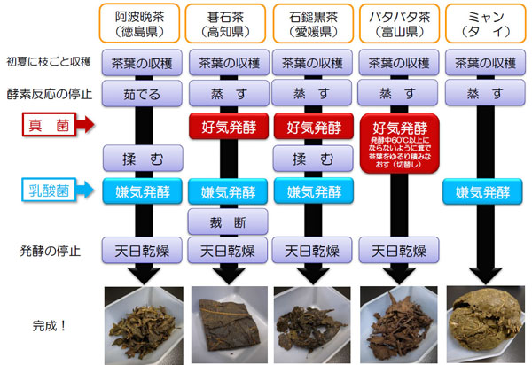それぞれの後発酵茶の製法の図