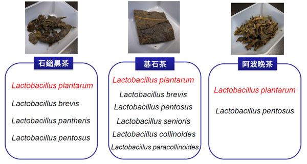 四国の後発酵茶がもつ乳酸菌の例の図
