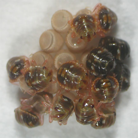 チャバネアオカメムシの孵化幼虫の写真