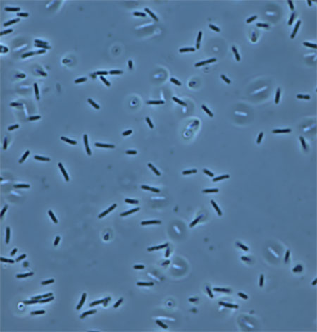 共生細菌の光学顕微鏡像の写真