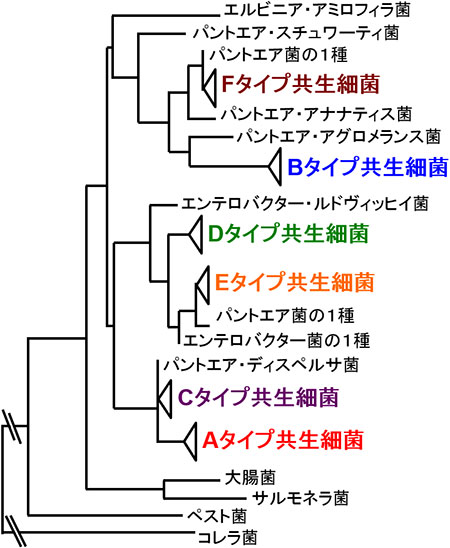 共生細菌の系統関係の図