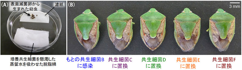 表面を滅菌した卵から生まれた幼虫とカメムシの影響を示した写真