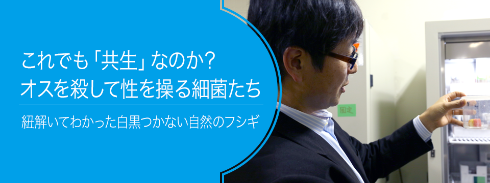 さがせ、おもしろ研究！ ブルーバックス探検隊が行く これでも「共生」なのか？オスを殺して性を操る細菌たち