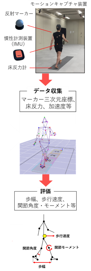 3枚の画像の合成、上から下に矢印でつないである：（上）モーションキャプチャー装置の様子：反射マーカーと慣性計測装置（IMU）を付けて床圧力計の上を歩く人の画像、（中）斜め後ろから見た歩く人の骨格スケルトン（人の体の関節を点で示し、線でつないで動きを表した図）に「データ収集（マーカー三次元座標、床反力、加速度等）」のコメント、（下）同じく横から見た歩く人の骨格スケルトンに「評価（歩幅、歩行速度、関節角度、モーメント等）」のコメント