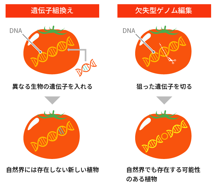 遺伝子組換えと欠失型ゲノム編集の違いの図