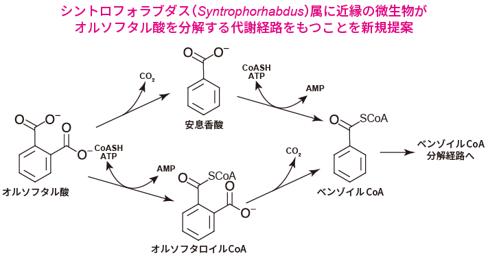 オルソフタル酸分解経路の図