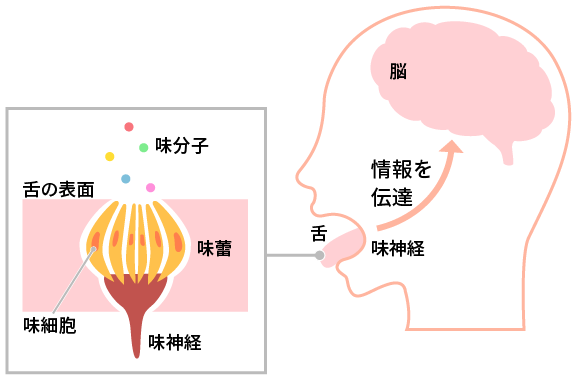 人が味を感じる仕組み（イメージ）