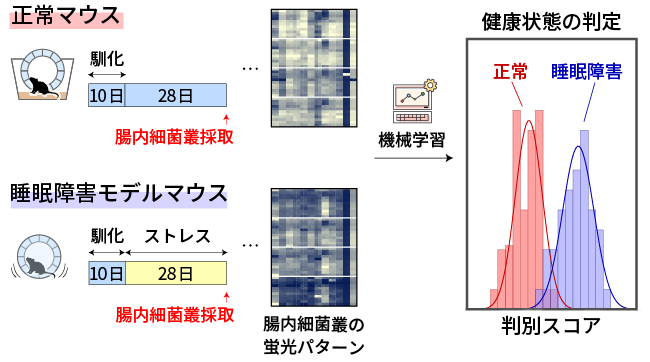 正常なマウスと睡眠障害を起こしたマウスの腸内フローラの蛍光パターン