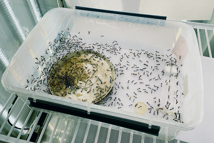 実験室でケース内に作られたアリのコロニーの写真