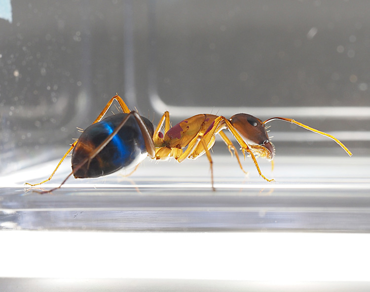 青色の砂糖水を飲んでお腹が青くなったアリ（撮影協力：生物プロセス研究部門　森山実）