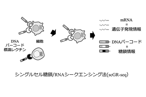 1つの細胞の糖鎖とRNAシークエンシング法