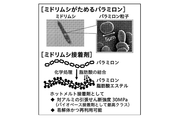 ミドリムシが貯めるパラミロンを活用して接着剤を作る