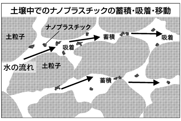 土壌中のナノプラスチックの移動のイメージ