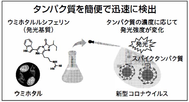 タンパク質を簡便で迅速に検出の図