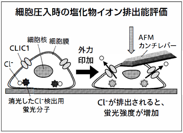 細胞圧入時の塩化物イオン排出能評価の図