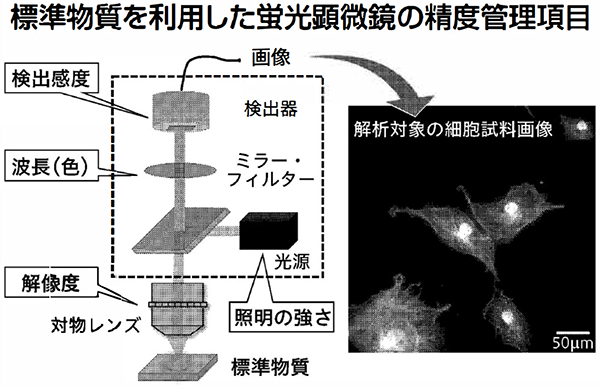 標準物質を利用した蛍光顕微鏡の概要図