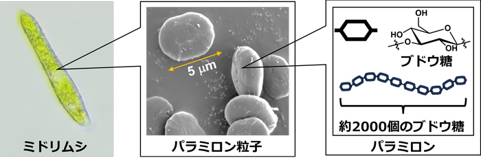 ミドリムシとパラミロンの図