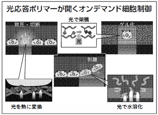 光応答ポリマーが開くオンデマンド細胞制御の図