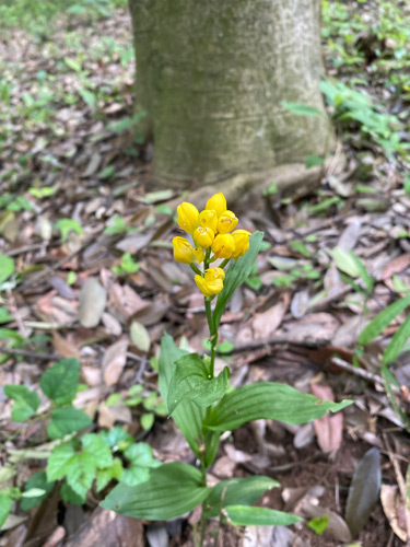 鮮やかな黄色の花を咲かせるラン科の多年草「キンラン（金蘭）」