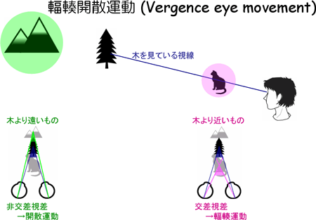 図 奥行きの手がかりとなる視差と輻輳開散運動